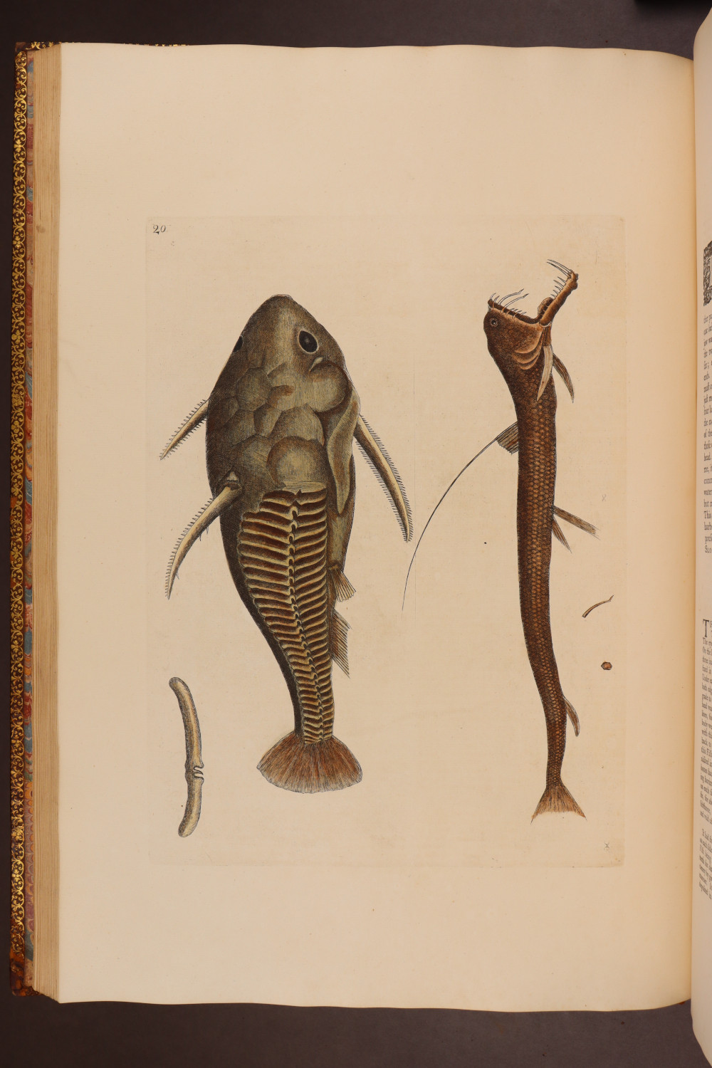 Plate 19